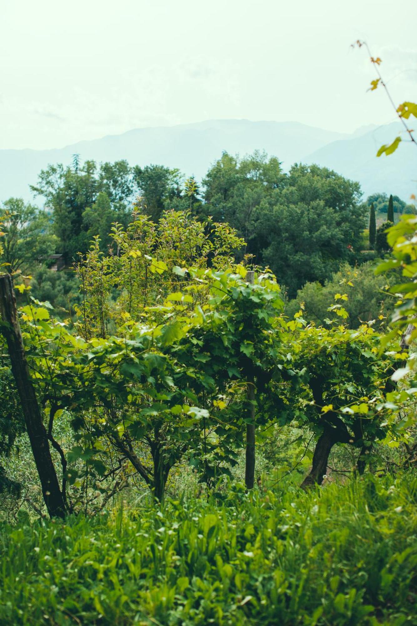 Asolo Norah'S Hill Agri Rooms Monfumo ภายนอก รูปภาพ